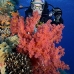 coral_soft_bro_l_ni_v_0420_egy1768.jpg
